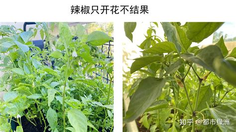 辣椒不開花|辣椒只开花不结果？听完20年菜农的经验秒懂